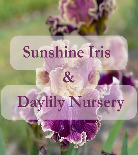 Sunshine Iris Nursery